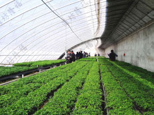 5萬噸秸稈(蘑菇渣)基質(育苗土)