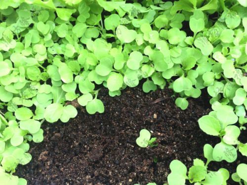 5萬噸秸稈(蘑菇渣)基質(育苗土)