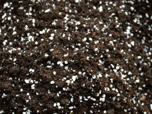 時產5000包基質（育苗土）